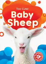Too Cute! - Baby Sheep