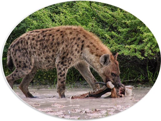 PVC Schuimplaat Ovaal - Hyena eet zijn prooi en kijkt de camera in - 40x30 cm Foto op Ovaal (Met Ophangsysteem)