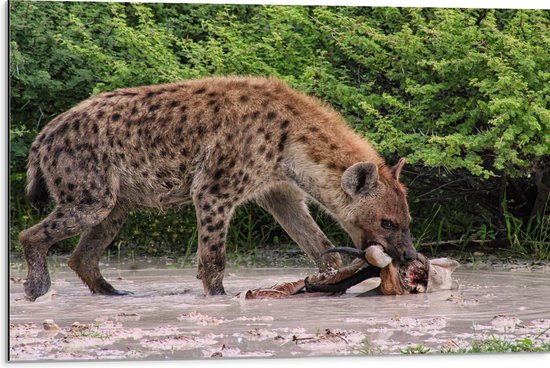 Dibond - Hyena eet zijn prooi en kijkt de camera in - 75x50 cm Foto op Aluminium (Met Ophangsysteem)