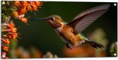 Tuinposter – Rode kolibrie vogel vliegt naar oranje bloemen toe - 100x50 cm Foto op Tuinposter (wanddecoratie voor buiten en binnen)