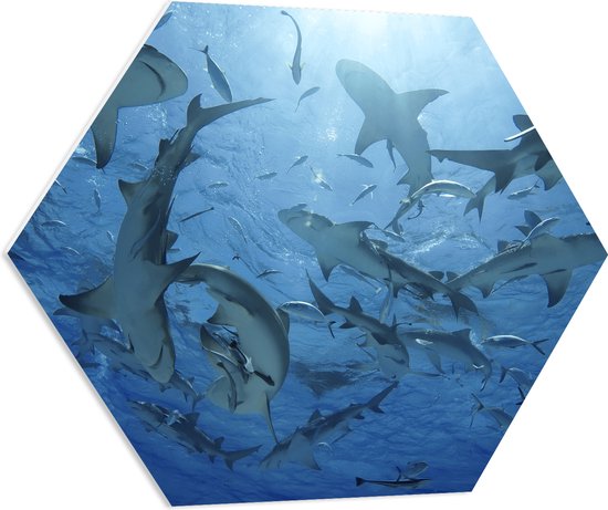 PVC Schuimplaat Hexagon - Groep haaien zwemmen rond in de zee - 70x60.9 cm Foto op Hexagon (Met Ophangsysteem)