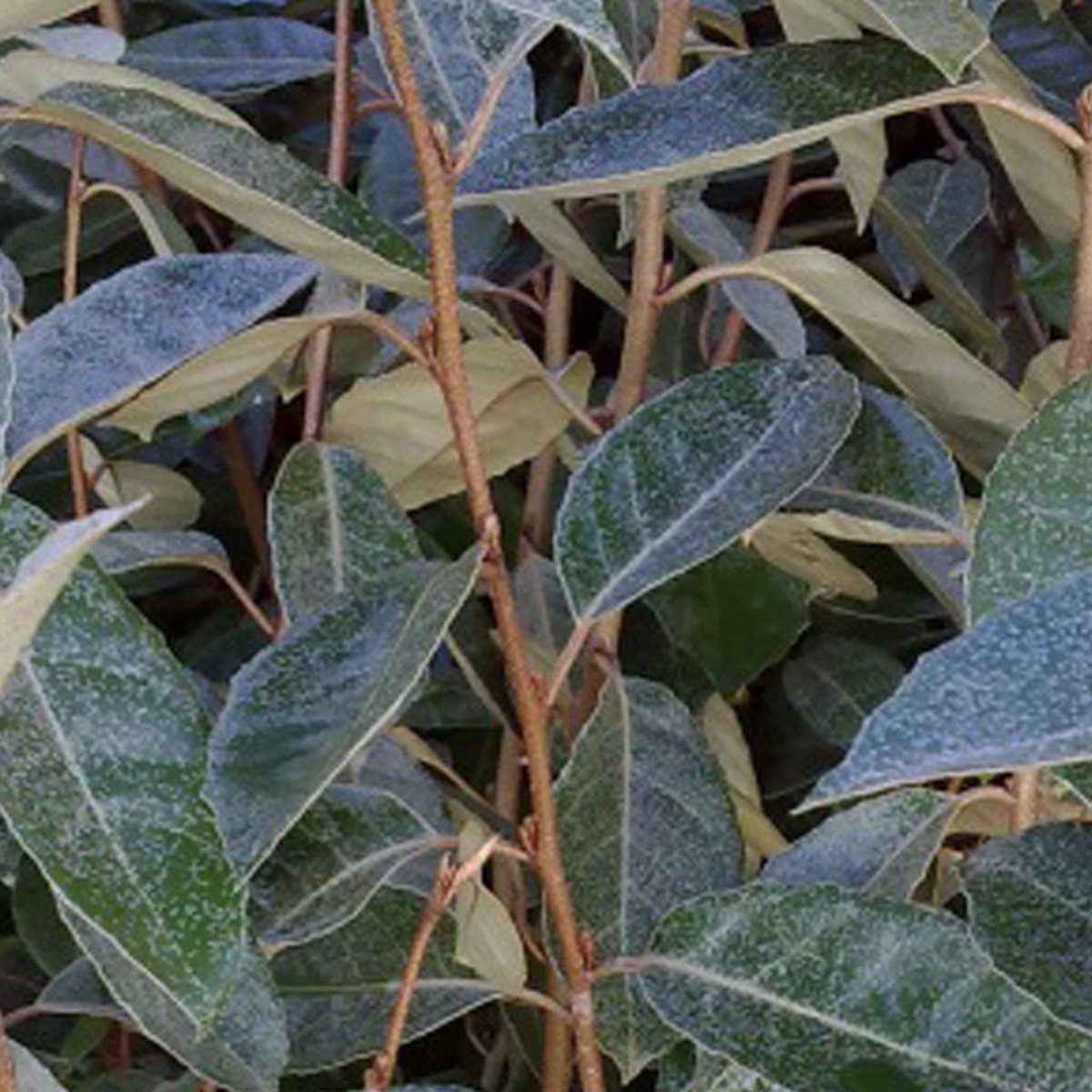 Olijfwilg - Elaeagnus ebbingei 40-60 cm