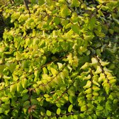 Symphorine à feuilles jaunes - Symphoricarpos chenaultii 'Brain De Soleil' 50-60 cm