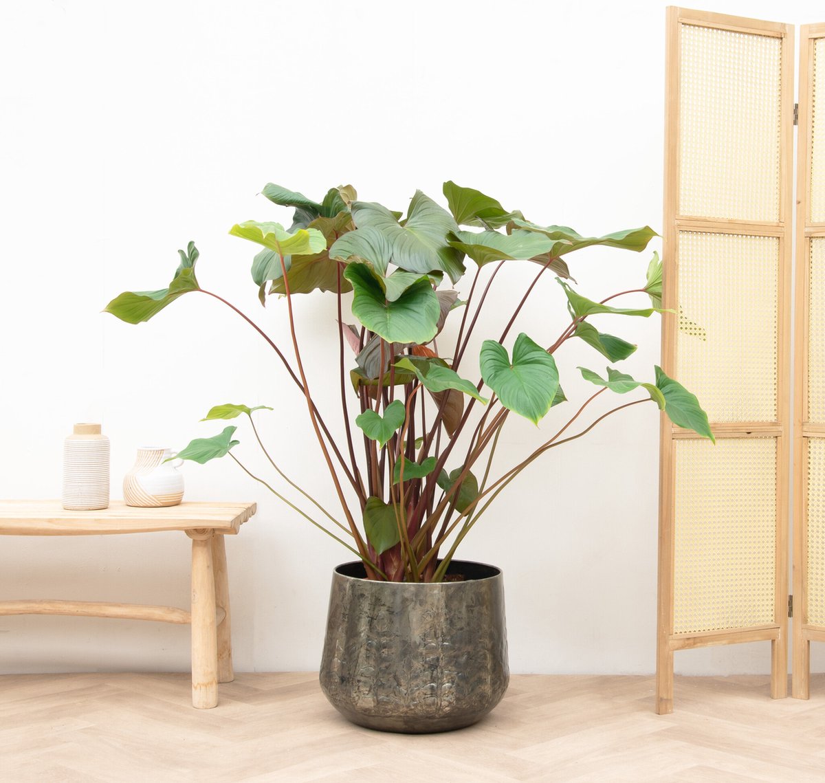 homalomena-rubescens-maggy-120cm