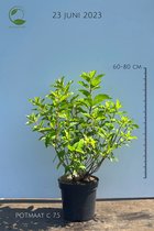 Hydrangea paniculata 'Phantom' - Pluimhortensia - Buitenplant