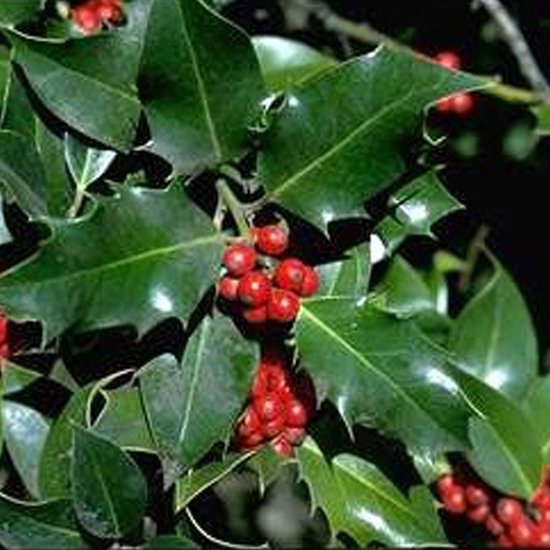 Foto: Hulst ilex aquifolium 60 80 cm