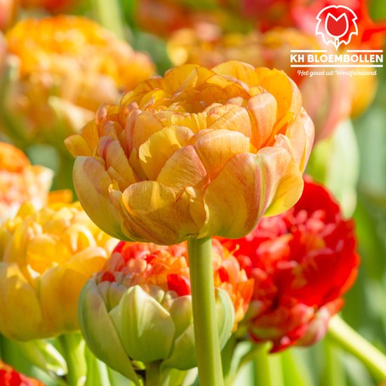 25 bulbes de tulipes Gudoshnik Double - Tulipes - Bulbes de fleurs - Bulbes  - Tulipe - | bol