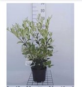 Ligustrum lucidum - Chinese Liguster 30 - 40 cm in pot