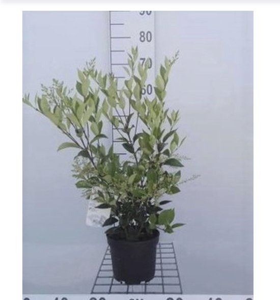 ficus plant Ficus triangularis 12"