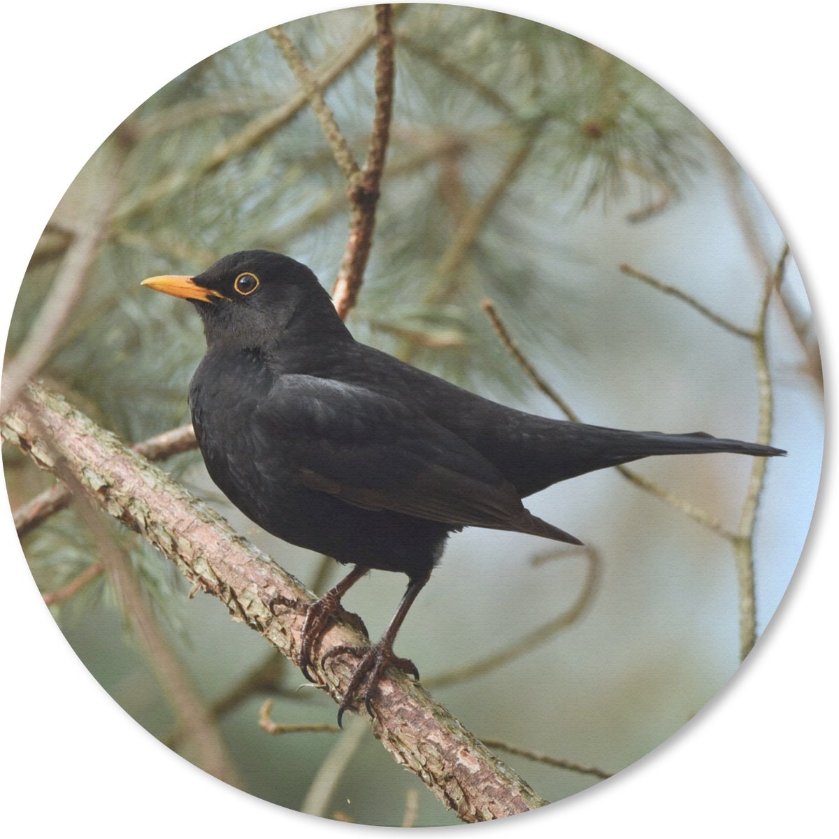 Muismat rond 20x20 cm - Mousepad Vogel - Merel - Takken - Dieren - Ronde muismatten