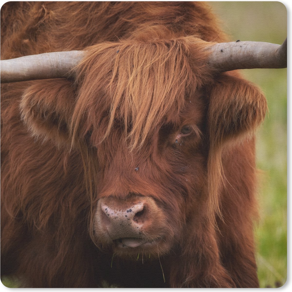 Muismat 20x20 cm - Mousepad Schotse Hooglander - Oranje - Dieren - Muismatten