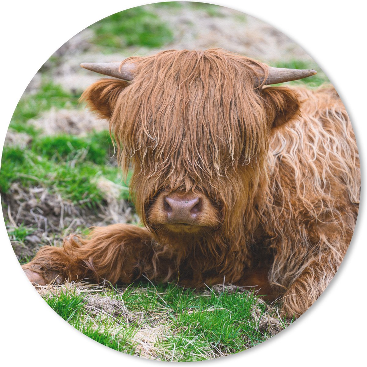Muismat rond 30x30 cm - Mousepad Schotse Hooglander - Hooi - Gras - Ronde muismatten