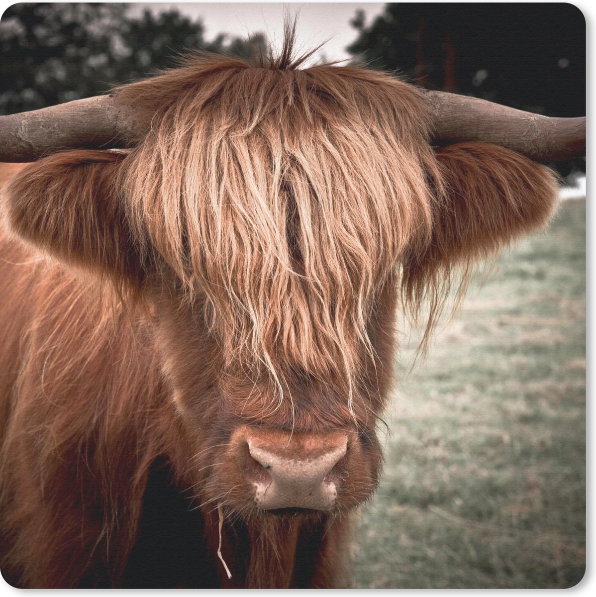 Muismat 30x30 cm - Mousepad Schotse Hooglander - Boom - Gras - Muismatten
