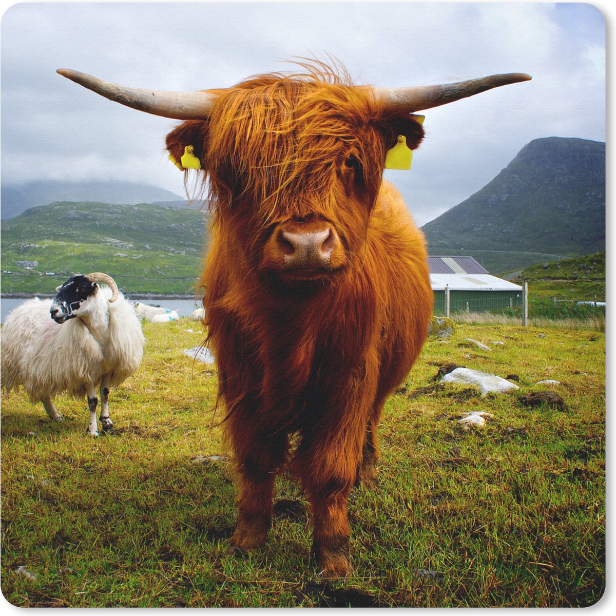 Muismat 20x20 cm - Mousepad Schotse hooglander - Licht - Schapen - Muismatten