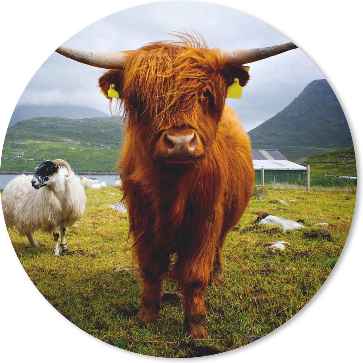 Muismat rond 50x50 cm - Mousepad Schotse hooglander - Licht - Schapen - Ronde muismatten