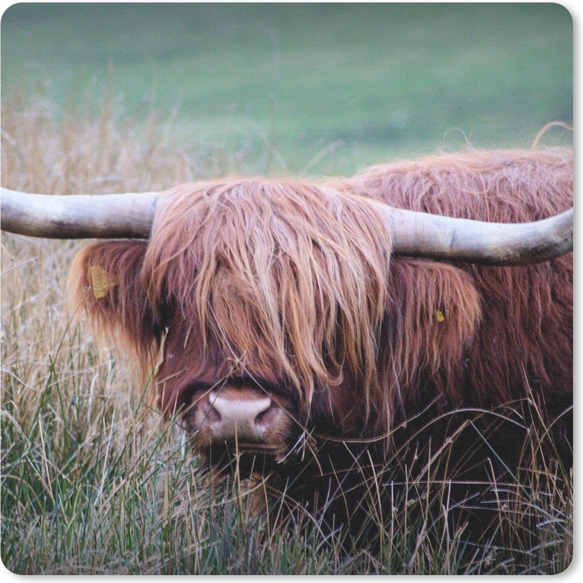 Muismat 30x30 cm - Mousepad Schotse Hooglander - Hoorns - Gras - Muismatten