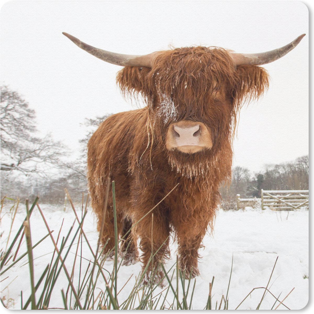 Muismat 20x20 cm - Mousepad Schotse hooglander - Sneeuw - Winter - Muismatten
