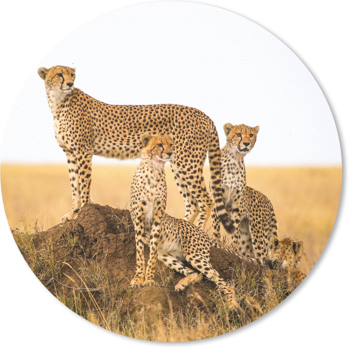 Muismat rond 50x50 cm - Mousepad Cheetah - Gras - Natuur - Savanne - Ronde muismatten
