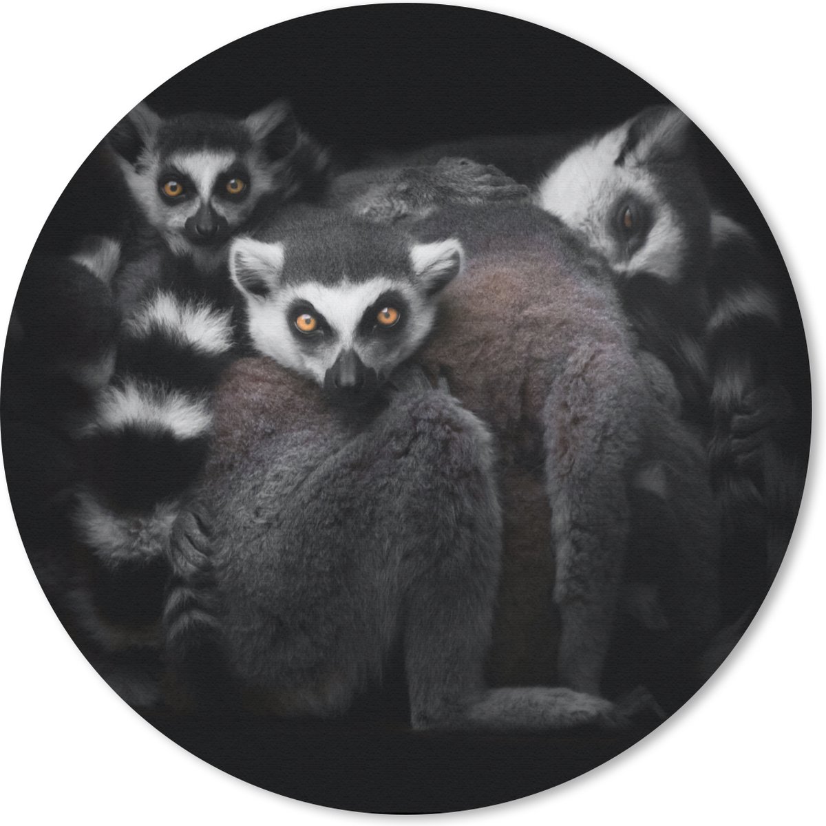 Muismat rond 50x50 cm - Mousepad Dieren - Maki - Zwart - Wit - Portret - Ronde muismatten