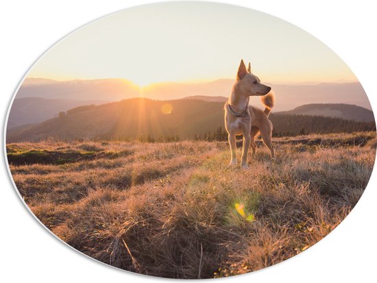 PVC Schuimplaat Ovaal - Bruine Hond op de Top van de Berg bij Zonsondergang - 56x42 cm Foto op Ovaal (Met Ophangsysteem)