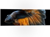 PVC Schuimplaat - Blauwe Vis met Oranje Details en Dansende Vinnen - 90x30 cm Foto op PVC Schuimplaat (Met Ophangsysteem)