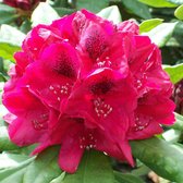 Rhododendron 'Lords Robert' - 40-50 cm