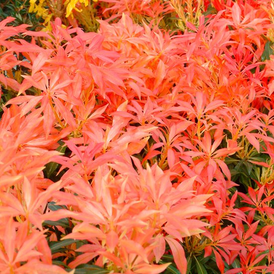 Rotsheide - Pieris ‘Forest Flame’ - 20-30 cm