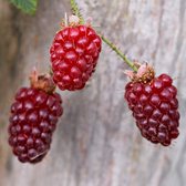 Doornloze braambes - Rubus ‘Tayberry’ - Struik 30-50 cm