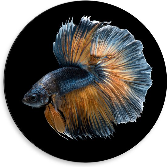 Dibond Muurcirkel - Blauw met Oranje Vis met Dansende Vinnen tegen Zwarte Achtergrond - 50x50 cm Foto op Aluminium Muurcirkel (met ophangsysteem)