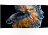 PVC Schuimplaat- Blauw met Oranje Vis met Dansende Vinnen tegen Zwarte Achtergrond - 100x50 cm Foto op PVC Schuimplaat