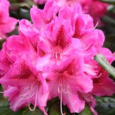 Rhododendron 'Cosmopolitan' - 40-50 cm