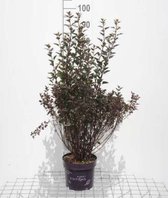 Physocarpus opulifolius 'Summer Wine' - Blaasspirea, Sneeuwbalspirea 40 - 60 cm in pot