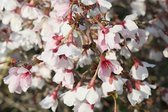 Prunus incisa 'Kojou No Mai' - Fuji Kers, Dwergsierkers 50 - 60 cm in pot