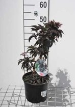 Sambucus nigra 'Black Tower' - Vlier 30 - 40 cm in pot