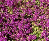 6 x Thymus praecox 'Purple Beauty' - Kruiptijm in pot 9 x 9 cm