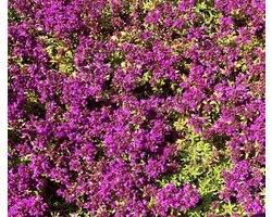 6 x Thymus praecox 'Purple Beauty' - Kruiptijm in pot 9 x 9 cm
