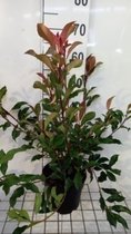 Photinia x fraseri 'Dynamo Red' - Glansmispel 30 - 40 cm in pot