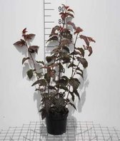 Physocarpus opulifolius 'Lady In Red' - Blaasspirea, Sneeuwbalspirea 40 - 60 cm in pot