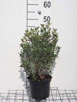 Olearia haastii - Boomaster 30 - 40 cm in pot