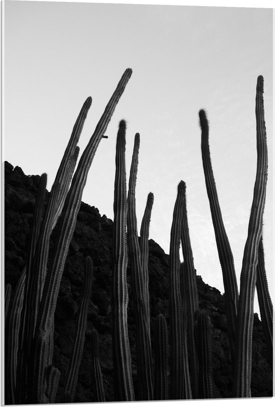 Acrylglas - Planten - Cactussen - Zwart - Wit - 60x90 cm Foto op Acrylglas (Met Ophangsysteem)
