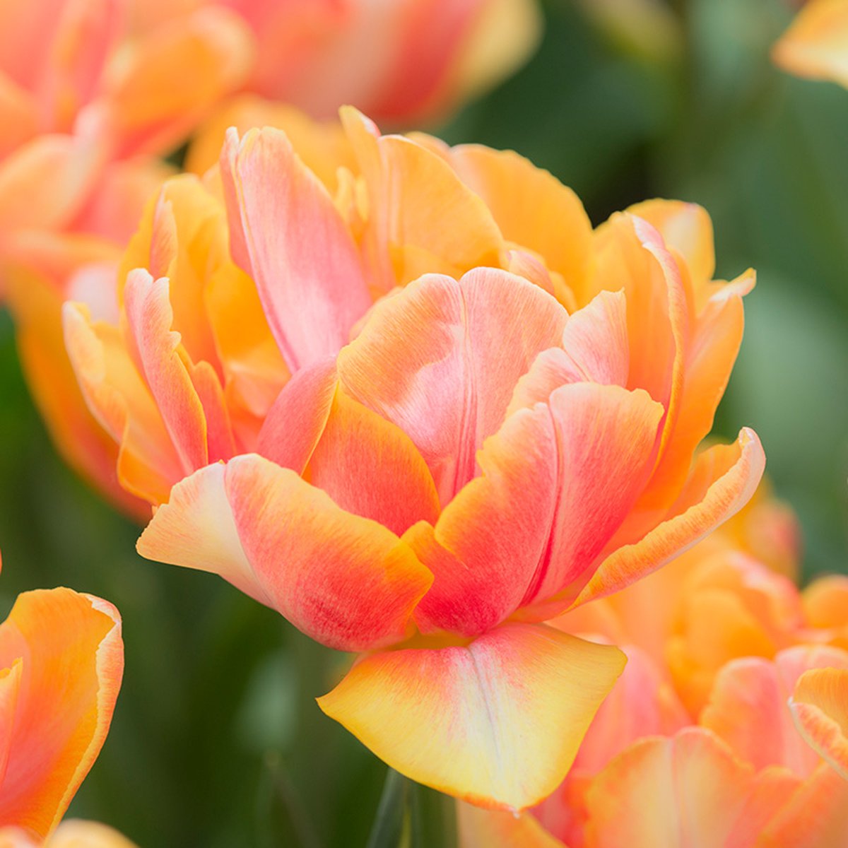Tulp Foxy Foxtrot® | Dubbel vroeg | Geel | Tulpenbollen