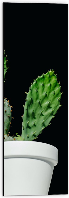Dibond - Cactus - Plant - Bloempot - 30x90 cm Foto op Aluminium (Met Ophangsysteem)