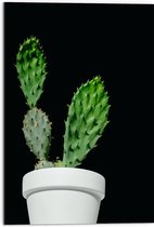 Dibond - Cactus - Plant - Bloempot - 50x75 cm Foto op Aluminium (Wanddecoratie van metaal)