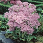 6 x Hemelsleutel of Vetkruid Roze - Tuinplant Winterhard - Sedum spectabile Brillant in 9x9cm pot met hoogte 0-10cm