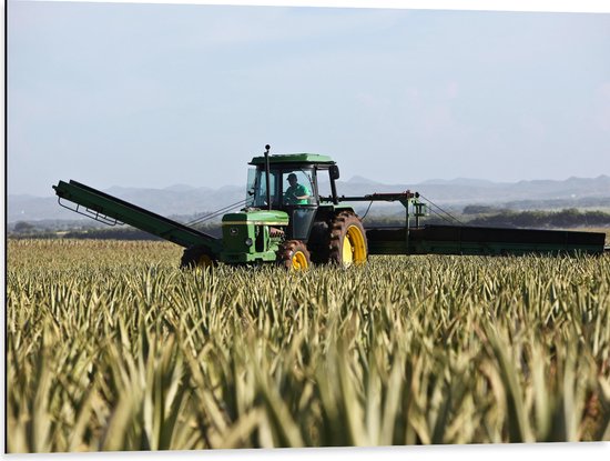 Dibond - Landbouw Tractor bij de Gewassen in het Veld - 80x60 cm Foto op Aluminium (Met Ophangsysteem)