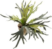 Kunstplant - Staghorn Fern - Hertshoorn - 50 cm