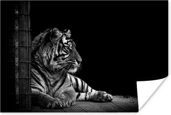 Poster Tigre Animaux Portrait Posters noir et blanc