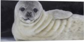 Vlag - Liggende Poserende Baby Zeehond - 100x50 cm Foto op Polyester Vlag