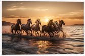 PVC Schuimplaat - Kudde Galopperende Paarden in de Zee bij Zonsondergang - 60x40 cm Foto op PVC Schuimplaat (Met Ophangsysteem)
