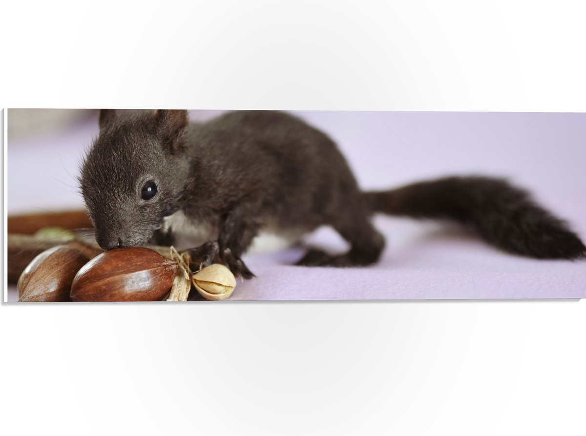 PVC Schuimplaat - Baby Eekhoorn Snuffelend aan Nootjes - 60x20 cm Foto op PVC Schuimplaat (Met Ophangsysteem)